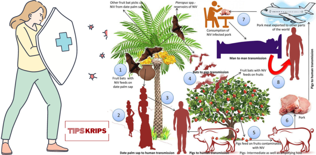 What are the Causes of Nipah Virus